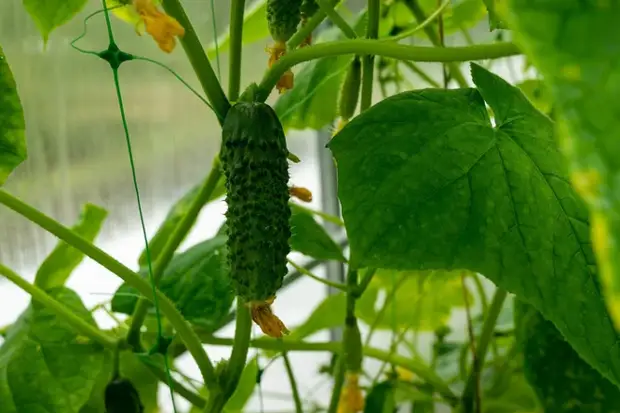 «Землю не должно продавать навсегда, ибо Моя земля: вы пришельцы и поселенцы у Меня»