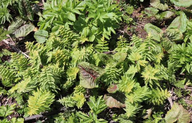 Бутень золотистый Chaerophyllum aureum