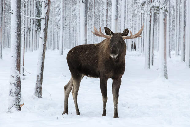Природоохранный департамент Москвы призвал не подходить к диким лосям