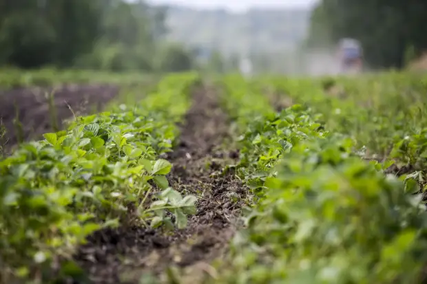 Ландшафтный дизайн для новичков: простые правила, как превратить дачу в рай на земле без сумасшедших трат