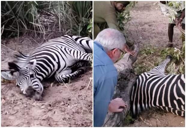Изможденная зебра лежала в ловушке, с надеждой смотря на туристов дикая природа, дикие животные, зебра, истории спасения, история спасения, помощь животным