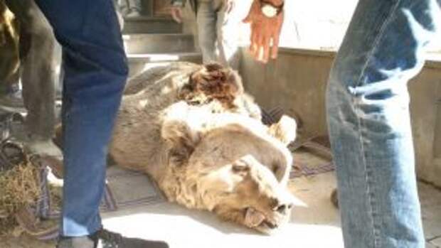 bears-saved-armenian-factory5