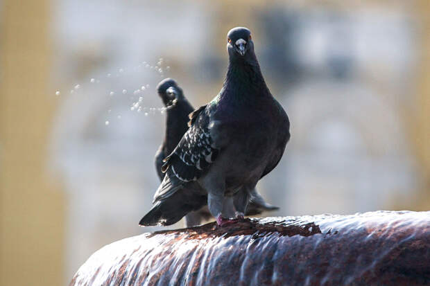 Юрист Ошкина: россиянам грозит штраф до 3 тыс. рублей за кормление голубей