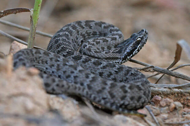 Герпетолог Ермолов: змеи начнут пробуждаться при температуре от +8 °С до +10 °С