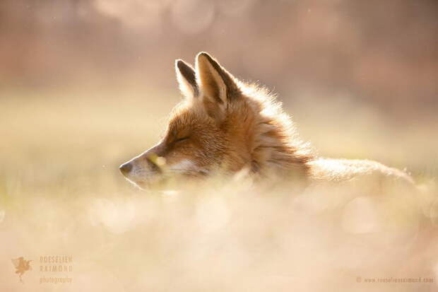 Дикие лисы в фотографиях Roeselien Raimond