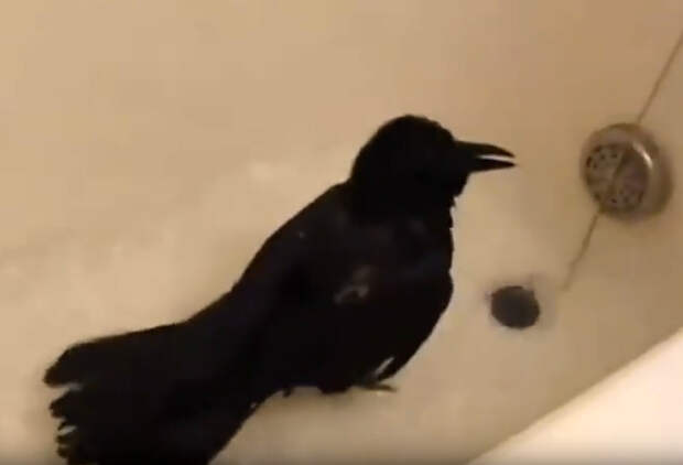Ворон пришел в ванную помыться