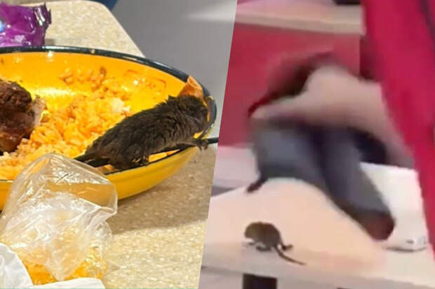 В Сингапуре крыса упала с потолка прямо в суп посетительницы кафе