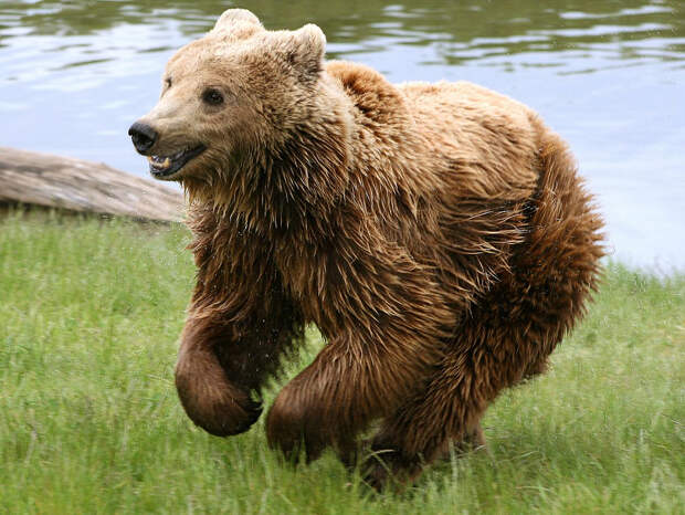 https://www.livekuban.ru/upload/resize_cache/iblock/ef3/1200_1200_0/Brown_bear_Ursus_arctos_arctos_running.jpg