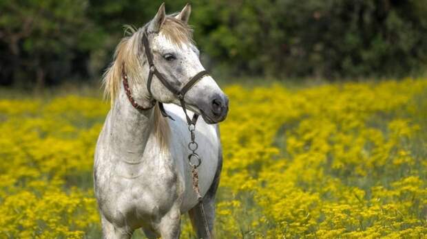CNRS: первые домашние лошади появились порядка 4,2 тысячи лет назад