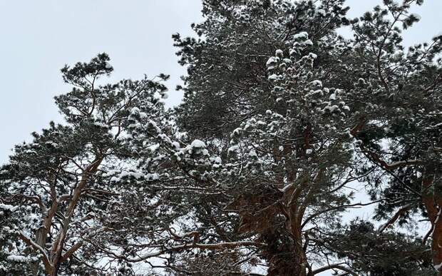 В Рязанской области сохранятся сильный ветер и гололедица