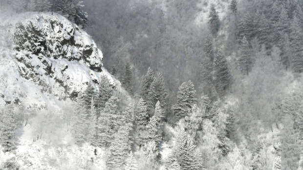 Крионист оценил вероятность спасения семьи Усольцевых после замерзания