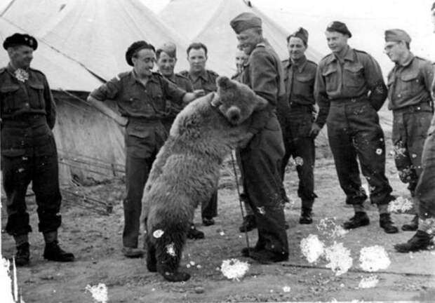 Рядовой Войтек: история о медведе, который сражался с немцами во время Второй мировой
