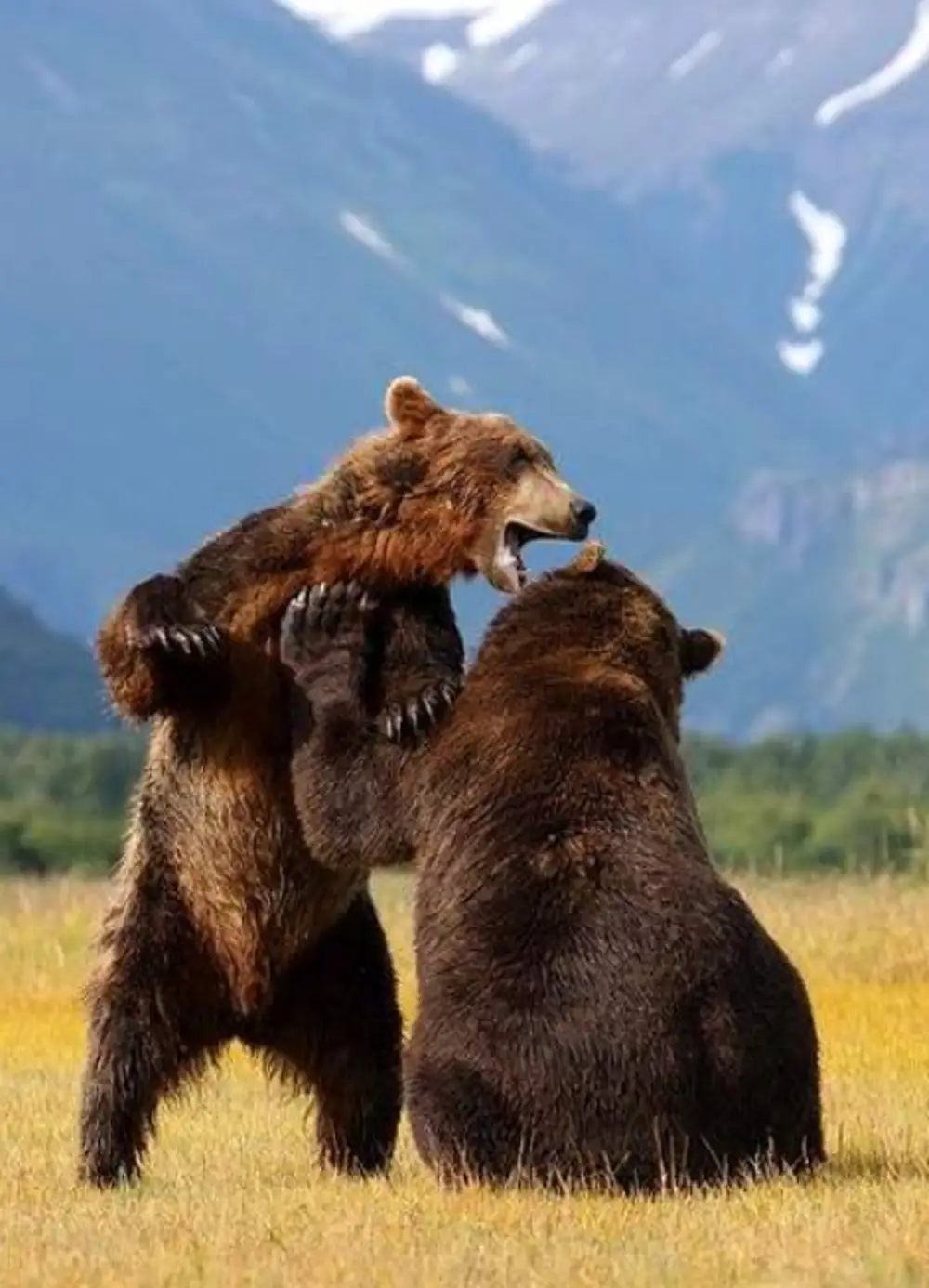 Группа бурого медведя
