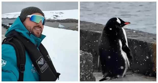 В Антарктиде засняли пингвина, который понял жизнь