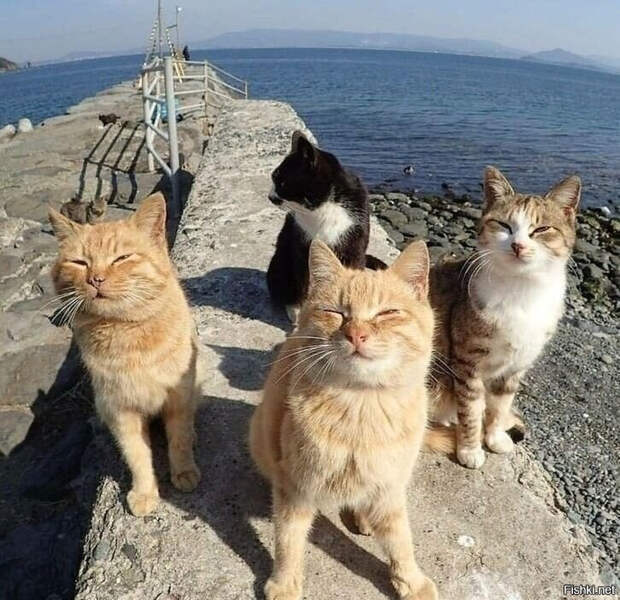 7e3dcf9dd4e74a6f64387a0c41634ac0 (700x677, 464Kb)