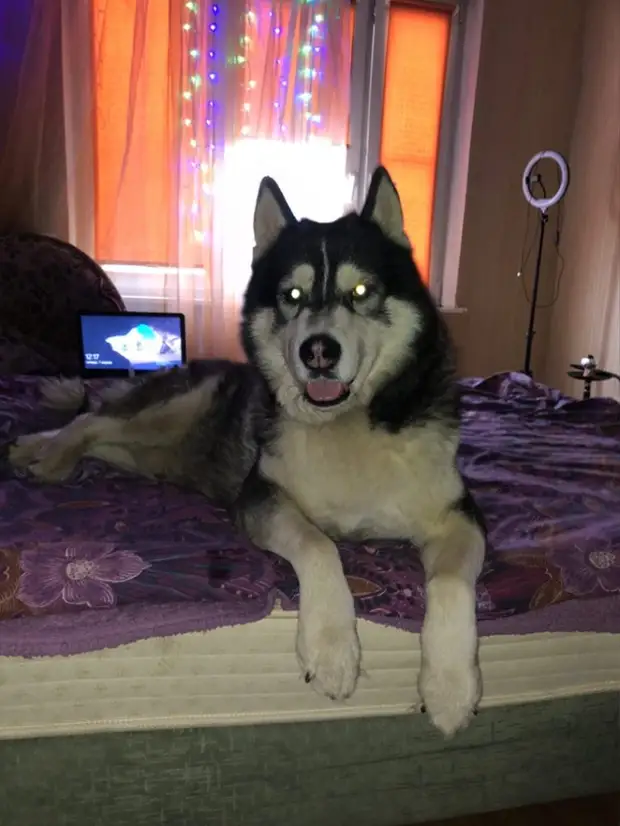 Пёс хаски из Бабушкинского чуть не лишился дома из-за семейного конфликта