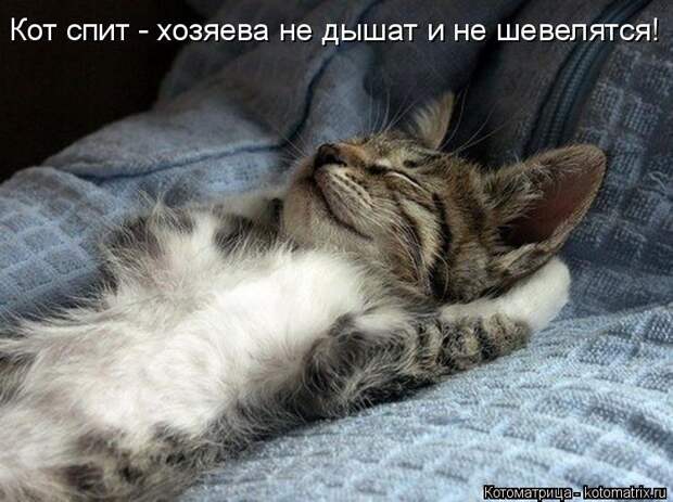 Котоматрица: Кот спит - хозяева не дышат и не шевелятся!