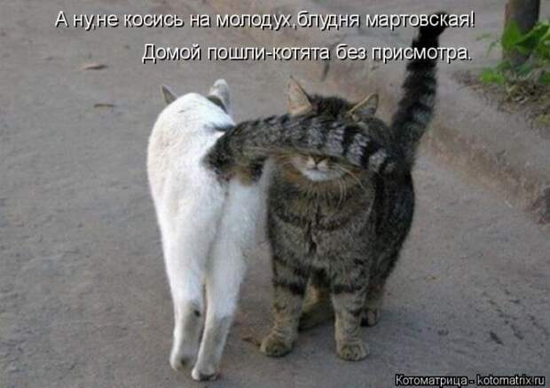 Забавные животные (50 фото)