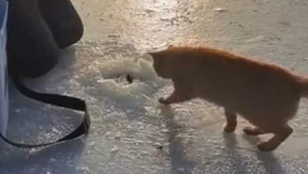 Добытчик: хитрый кот ограбил рыбака