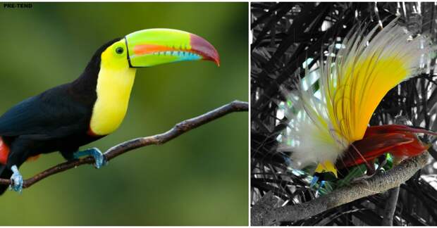 Вот 10 самых красивых птиц планеты, о которых вы, скорее всего, даже не слышали!