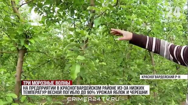 Три морозные волны: какой урожай ждать в Крыму после весенних заморозков