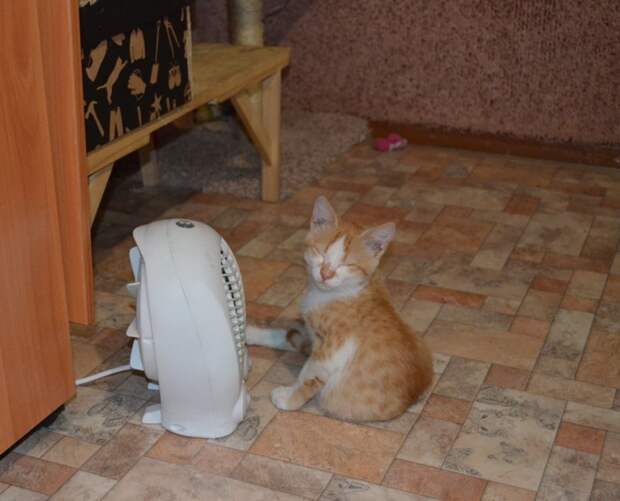 Кошачьей мерзлявости пост животные, коты, холодно