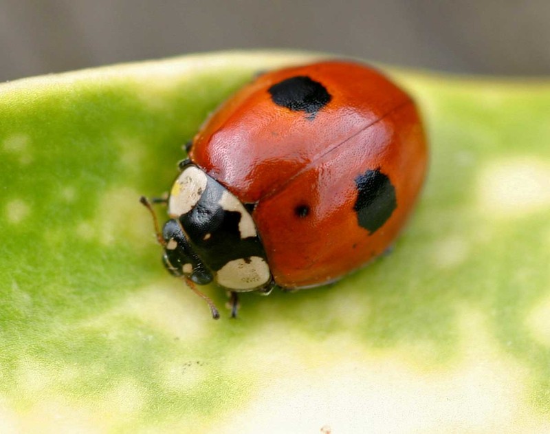 Суперхищники. Coccinellidae животные, факты