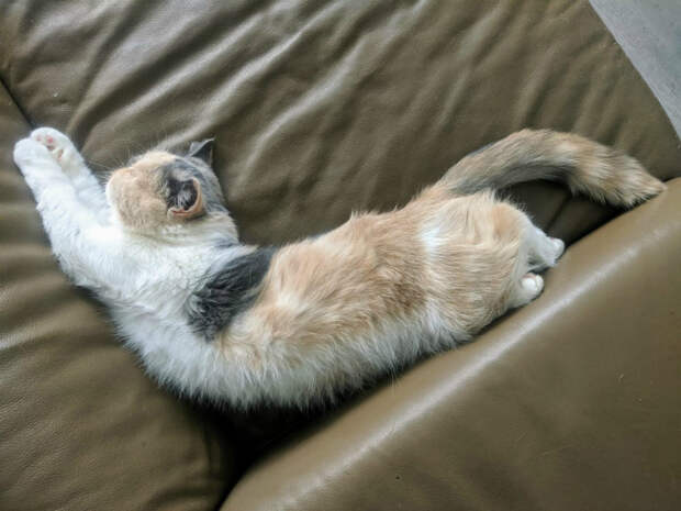 Кот - это гибкость, грация и обтекаемые формы. | Фото: Тролльно.
