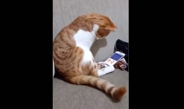 кошка смотрит видео с умершим хозяином, кошка смотрит видео, кошка видео с умершим хозяином, кошка скучает по хозяину