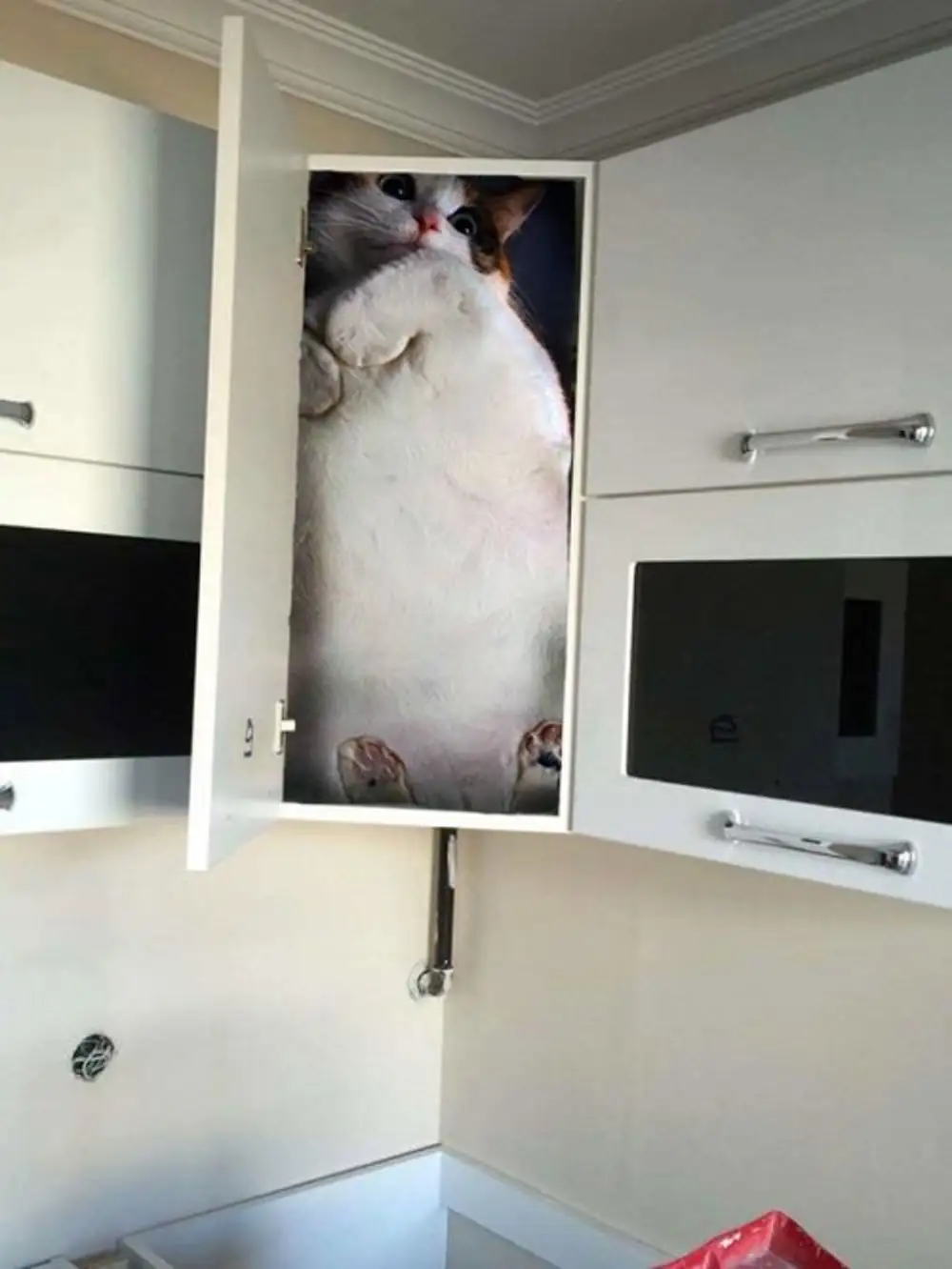 Кот в кухонном шкафу