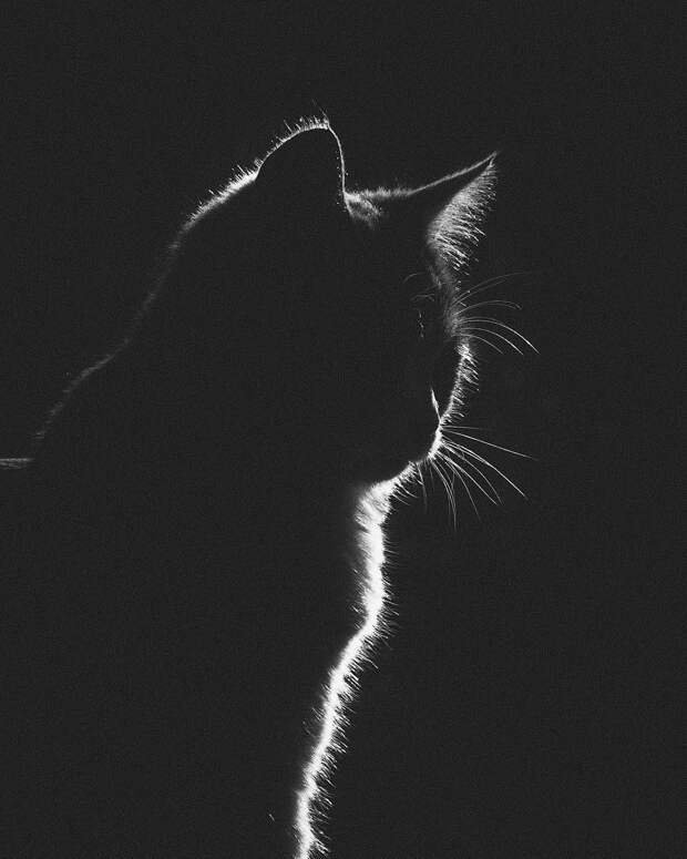 черно-белое фото кота