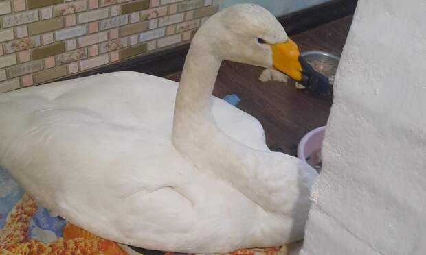 Белоснежную «Чупакабру» приютила семья из Вельского округа