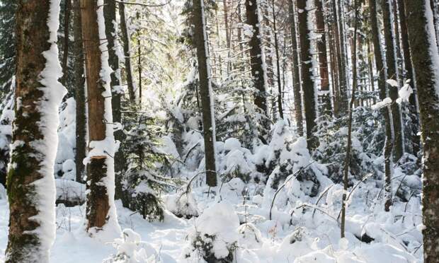 Архангельские спасатели пришли на помощь мужчине, который на снегоходе застрял между деревьев