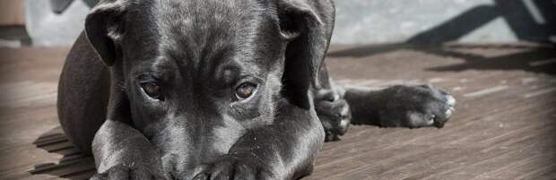 31 млн тенге выделили на отлов бродячих собак в Атырау