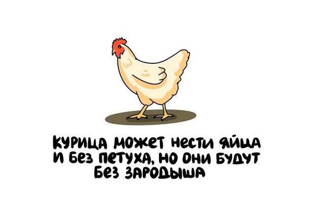 Короткие и интересные факты на все случаи жизни