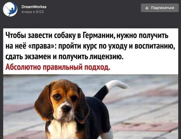 В Германии собаку важно зарегистрировать. Никаких курсов, экзаменов и лицензий не требуется