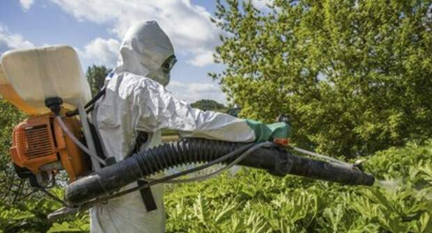 В Петербурге одобрили закон о создании списка опасных растений