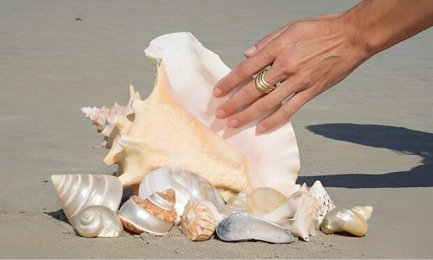 Камыши, ракушки и еще 8 вещей, которые нельзя держать дома