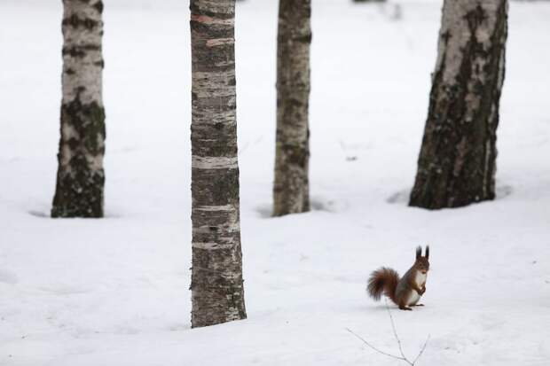 В экоцентре в Куркине научат различать следы животных на снегу