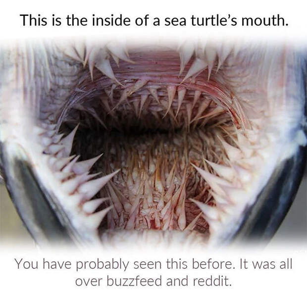 Зачем морским черепахам такие жутки пасти