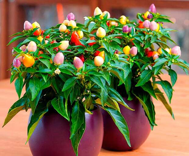 Комнатное растение Капсикум (Capsicum)