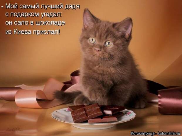 Лучшие котоматрицы недели (50 фото)