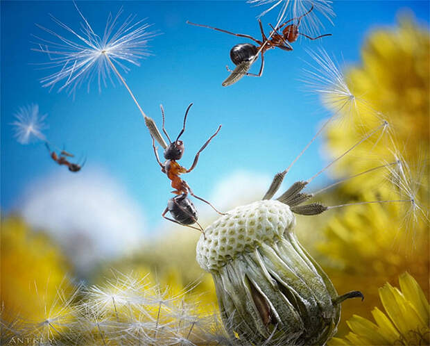 Захватывающие муравьиные приключения в макрофотографиях Андрея Павлова18