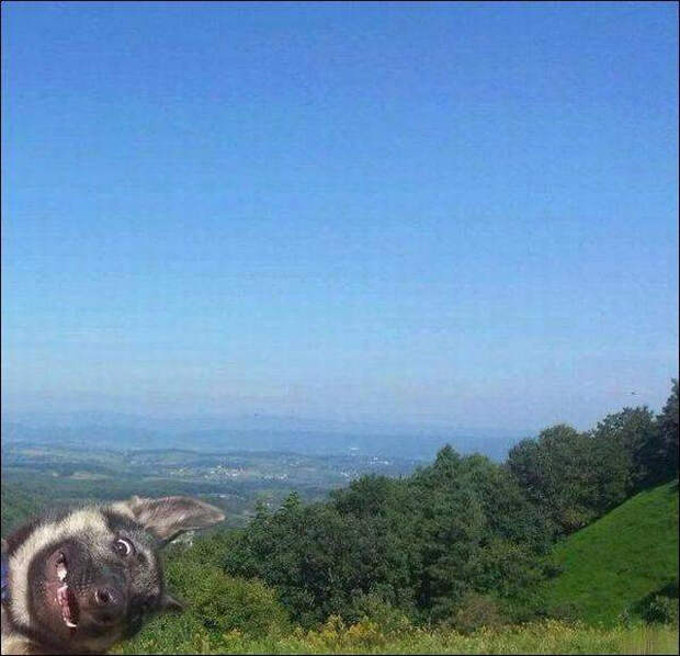 Весёлые картинки для всех: «Диалог между двумя гениями» (35 фото)