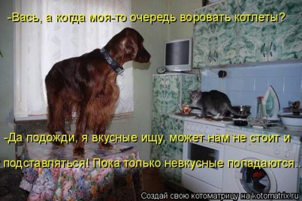 Новая котоматрица на Бугаге (44 фото)