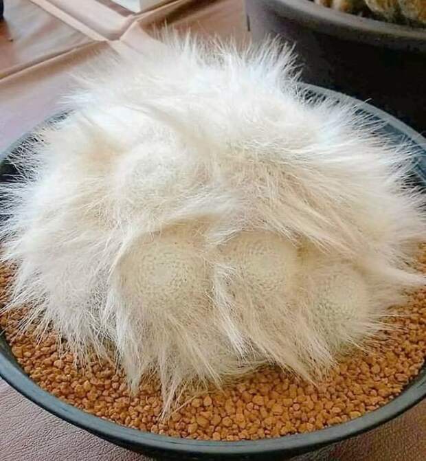 Снимки самых необычных растений мира, которые вас удивят