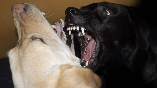 Собачий вопрос — справится ли Ставрополье с агрессивными стаями псов