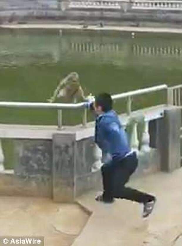 The tourist tries to push a monkey into a pond for a laugh