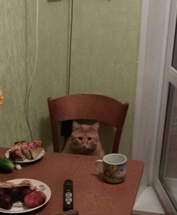 хочу мяса. давай мясо кот. котик с едой. давай мясо кот. давай мясо кот.