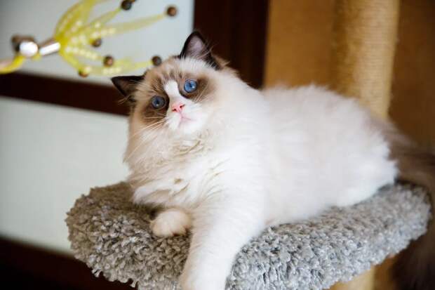 В Госдуме рассмотрят законопроект, регламентирующий действия заводчиков домашних животных